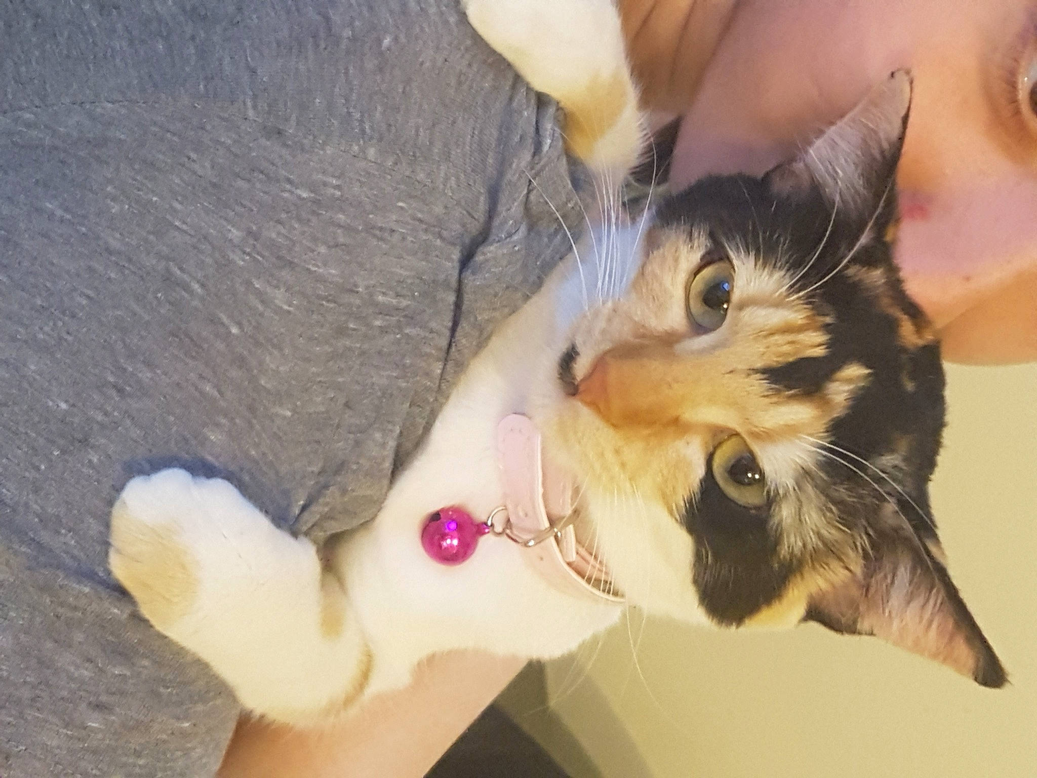 Lya participe au concours pour gagner de l'argent avec cette photo : aegean_cat, carnivore, cat, claw, domestic_short_haired_cat, ear, european_shorthair, eye, felidae, finger, fur, hand, kitten, nose, paw, polydactyl_cat, skin, small_to_medium_sized_cats, tail, whiskers