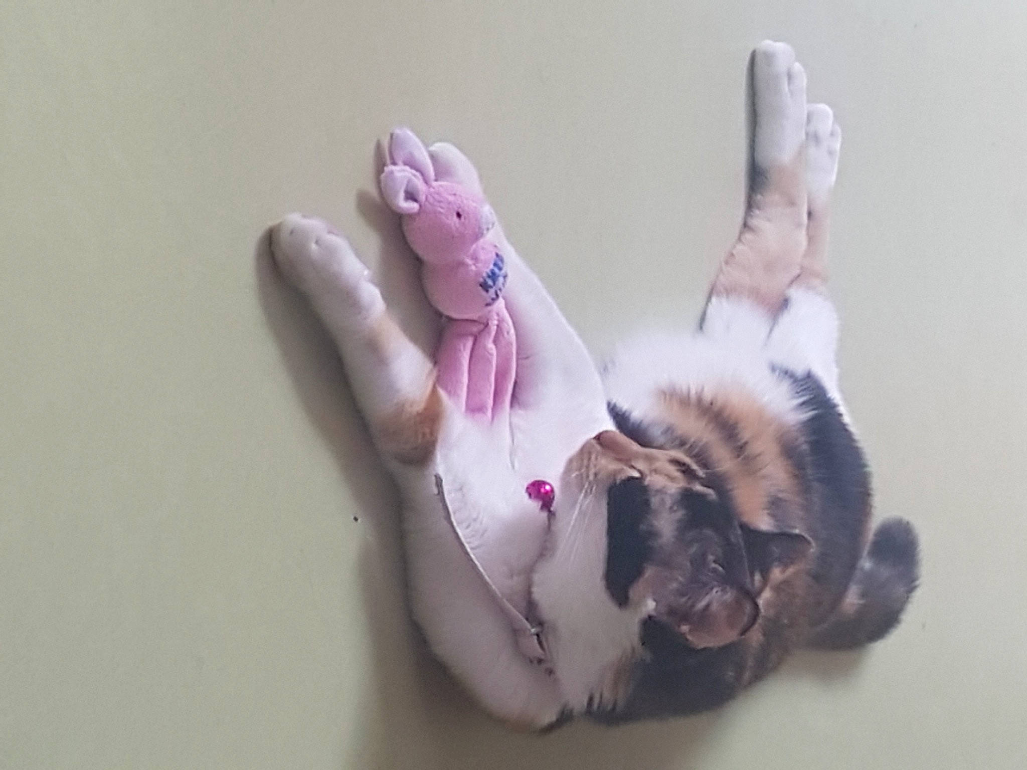 Lya participe au concours pour gagner de l'argent avec cette photo : arm, cat, claw, ear, finger, fur, gesture, gymnastics, hand, paw, pink, rabbit, skin, tail, thumb