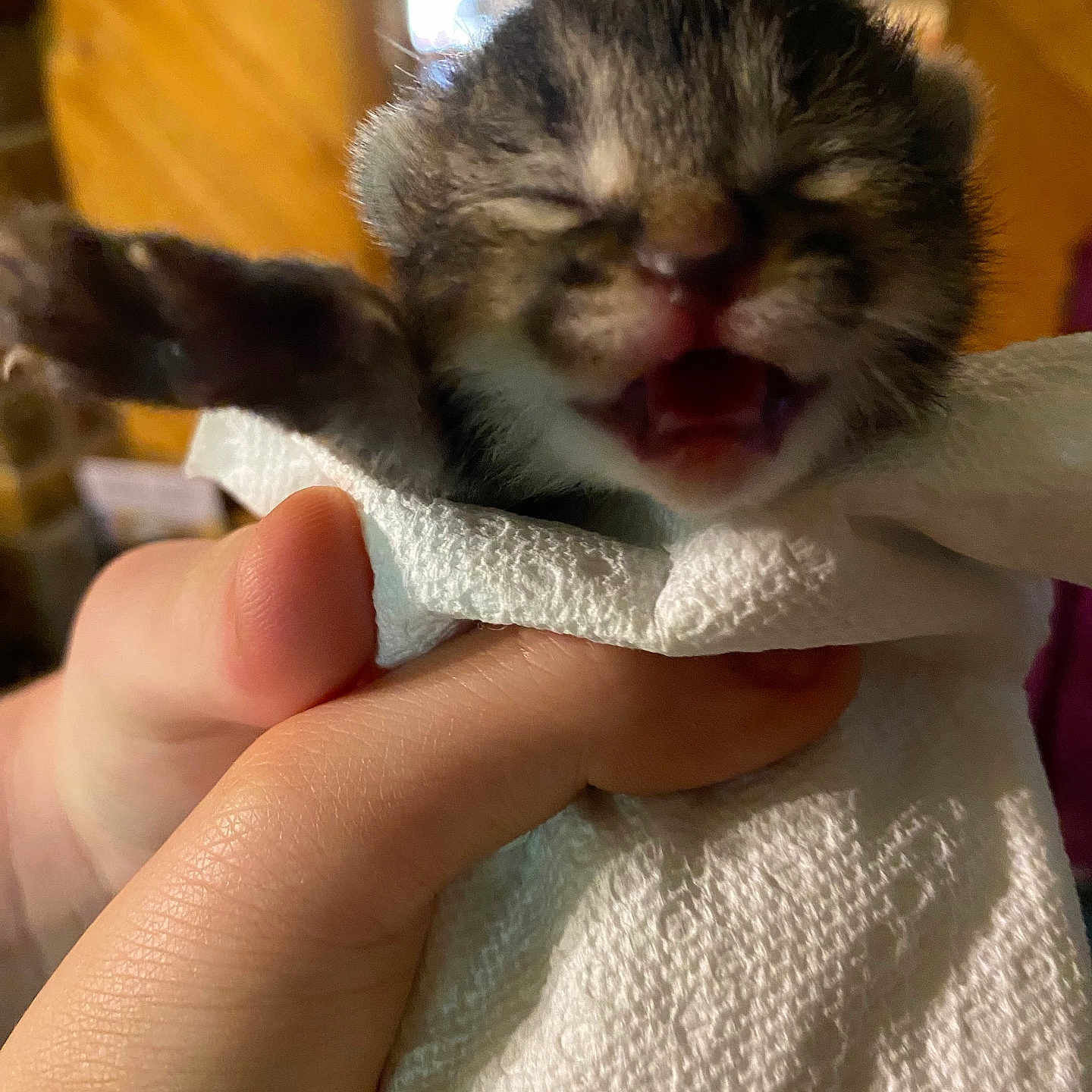 Bandit joined the competition — help win amazing prizes! abyssinian, animal, baby, blanket, bodypart, canine, cat, dog, face, finger, hand, head, kitten, mouth, person, pet, photography, portrait, puppy, tongue