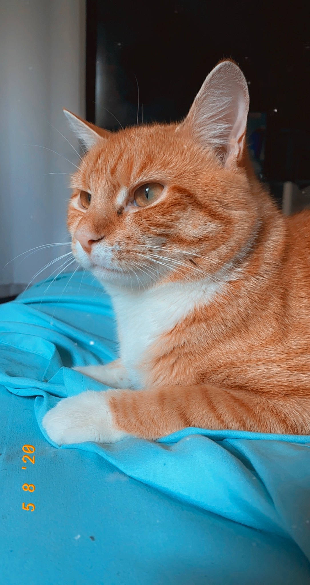 Mordecai joined the competition — help win amazing prizes! aegean_cat, american_wirehair, asian, australian_mist, carnivore, cat, domestic_short_haired_cat, european_shorthair, fawn, felidae, german_rex, kitten, mammal, ojos_azules, small_to_medium_sized_cats, tabby_cat, vertebrate, whiskers