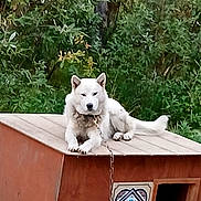 Balto is registered to the contest to win money with this photo: dog, white_dog, doghouse, chain, outdoor, greenery, nature, pet, canine, wooden_structure, animal, resting, fur, leafy_background, guard, calm, domestic_animal, summer, park, portrait
