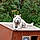 Balto