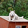 dog, white_dog, doghouse, chain, outdoor, greenery, nature, pet, canine, wooden_structure, animal, resting, fur, leafy_background, guard, calm, domestic_animal, summer, park, portrait