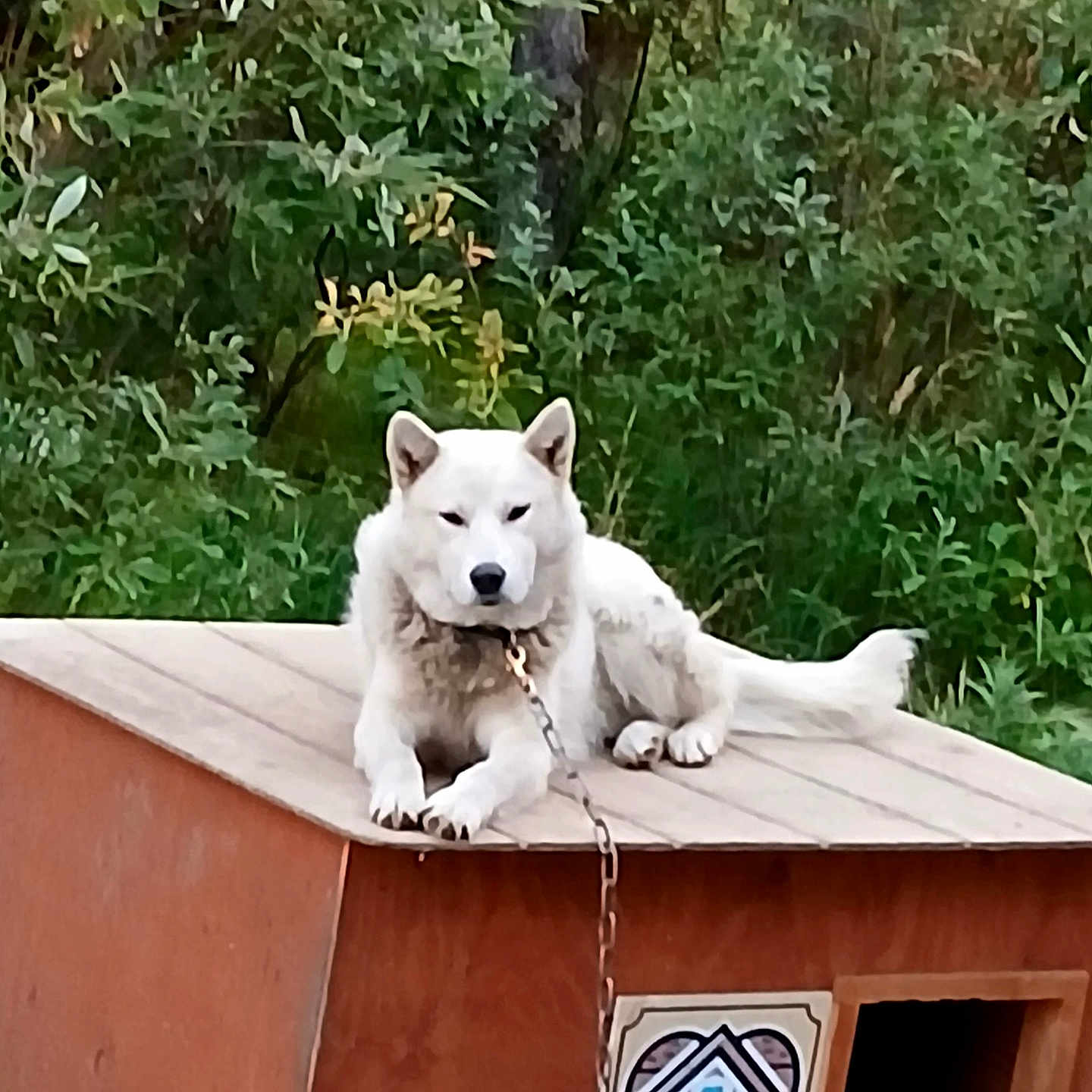 Balto
