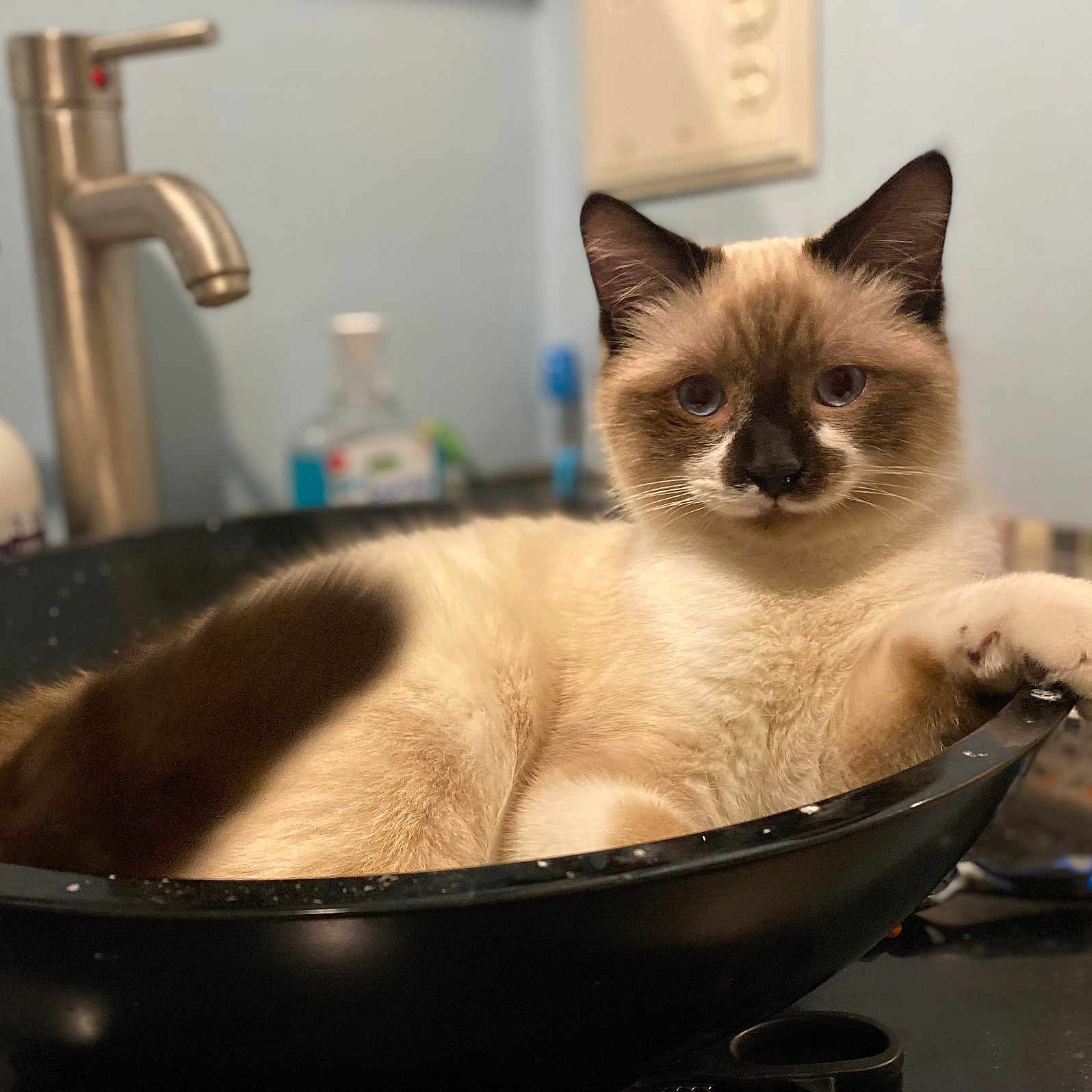 Ruger joined the competition — help win amazing prizes! animal, basin, bowl, bronze, cat, cookingpan, cookware, fryingpan, kitten, manx, pet, siamese, sink, sinkfaucet, tap