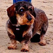 Gustave participe au concours pour gagner de l'argent avec cette photo : animal, black_fur, blind_eye, brown_fur, canine, closeup, companion, curly_fur, cute, dog, ears, harness, muzzle, outdoor, paw, pet, portrait, sand, small_dog, standing