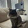 Priscilla is registered to the contest to win money with this photo: cat, computer_accessory, couch, cozy, domestic_animal, feline, fluffy_cat, furniture, gray_cat, headphones, home, indoors, looking, monitor, pet, room, sitting, tail, technology, window_blinds