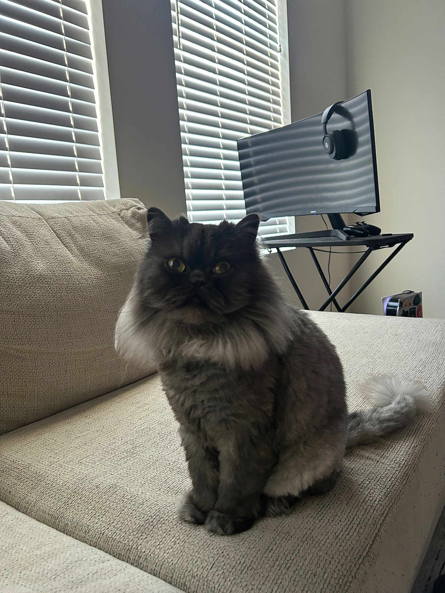 Priscilla