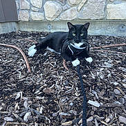 Thorfinn joined the competition — help win amazing prizes! animal, black_and_white, cat, close_up, curious, daylight, domestic, feline, green_eyes, ground, harness, leash, lying_down, nature, outdoor, pet, playful, stone_wall, whiskers, wood_chips