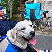 Tano joined the competition — help win amazing prizes! blue_harness, brick_wall, concrete, dog, electric_meter, folding_chair, greenery, hand, happy, leaves, outdoor, patio, person, relaxing, sandals, socks, stairs, summer, tongue_out, white_dog