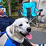 blue_harness, brick_wall, concrete, dog, electric_meter, folding_chair, greenery, hand, happy, leaves, outdoor, patio, person, relaxing, sandals, socks, stairs, summer, tongue_out, white_dog