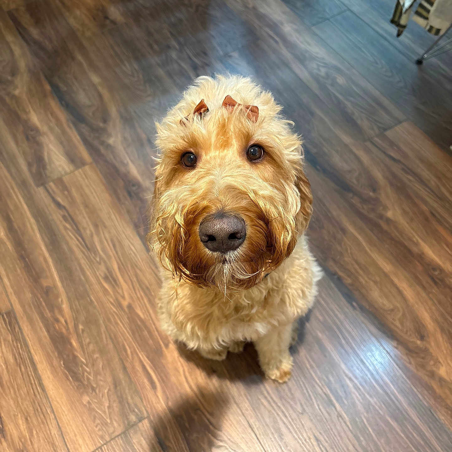Dixie is registered to the contest to win money with this photo: airedale, animal, canine, cockerspaniel, dog, furniture, hardwood, hound, indoors, interiordesign, pet, plywood, poodle, puppy, sphere, stainedwood, terrier, whitedog, wood