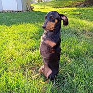 Wallie is registered to the contest to win money with this photo: dog, dachshund, outdoor, grass, sunlight, pet, canine, backyard, greenery, animal, sitting, nature, tree, fence, house, daylight, ears, alert, small_dog, mammal