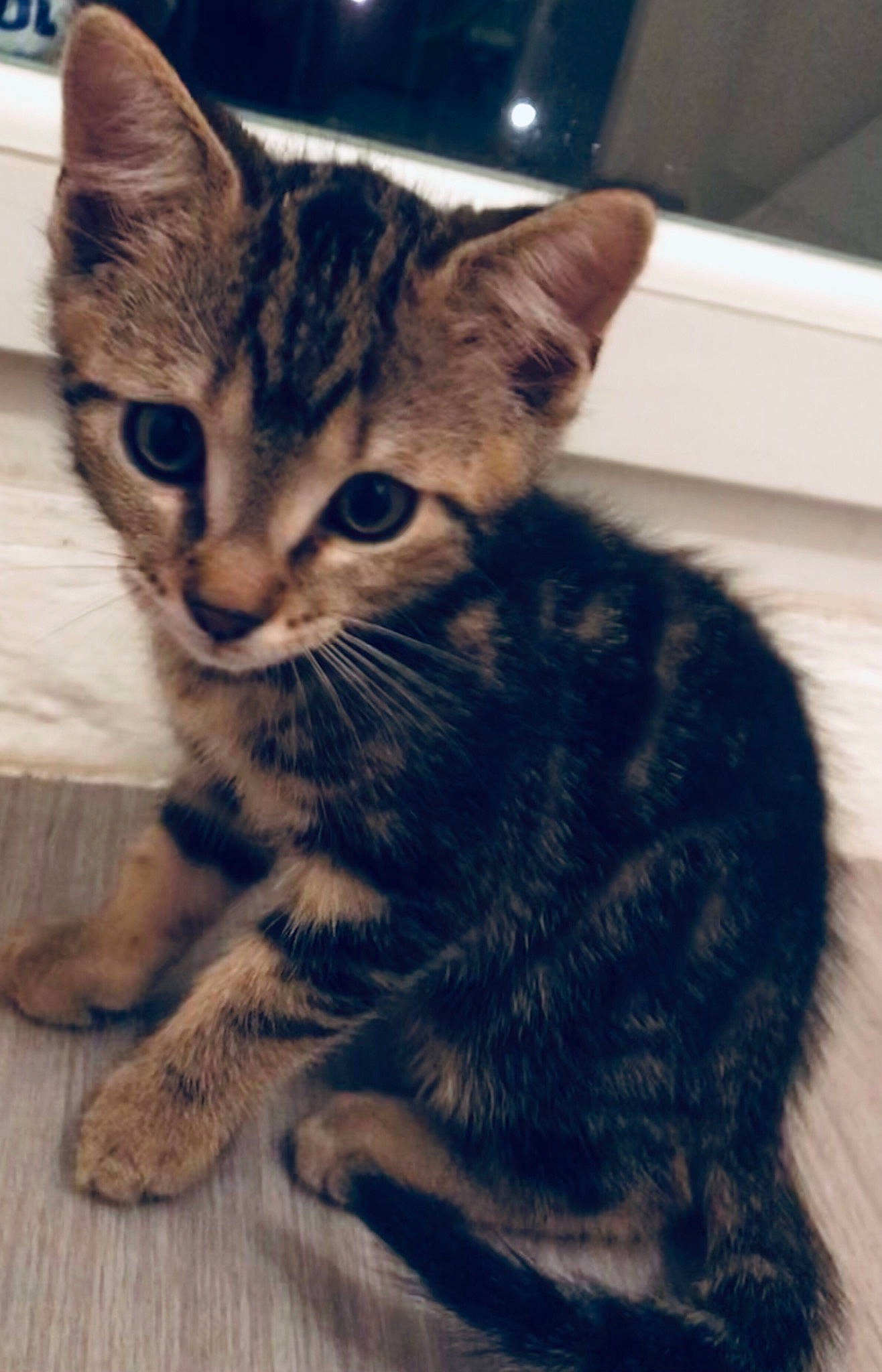 Tchoupi a rejoint le concours — aidez-le/la à gagner de superbes lots ! carnivore, cat, claw, comfort, domestic_short_haired_cat, eye, felidae, flooring, foot, fur, head, paw, sitting, small_to_medium_sized_cats, snout, tail, terrestrial_animal, whiskers, wildlife