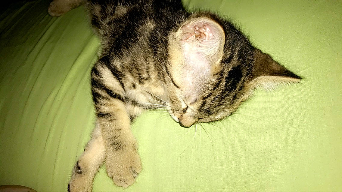 Tchoupi a rejoint le concours — aidez-le/la à gagner de superbes lots ! carnivore, cat, claw, domestic_short_haired_cat, ear, eye, felidae, fur, gesture, hair, head, leg, paw, sleep, small_to_medium_sized_cats, snout, tail, terrestrial_animal, whiskers, wildlife