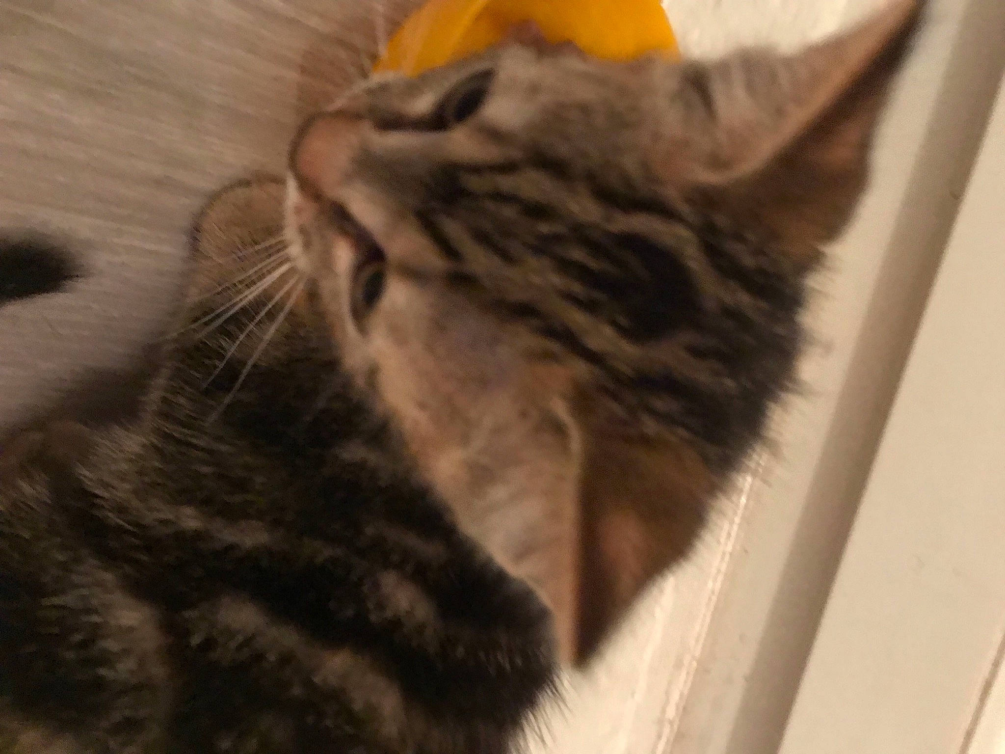 Tchoupi participe au concours pour gagner de l'argent avec cette photo : carnivore, cat, claw, domestic_short_haired_cat, ear, eye, fawn, felidae, fur, paw, small_to_medium_sized_cats, snout, tail, terrestrial_animal, whiskers, window, wood