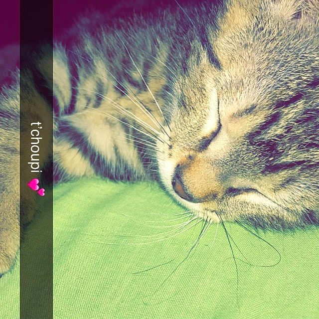 Tchoupi