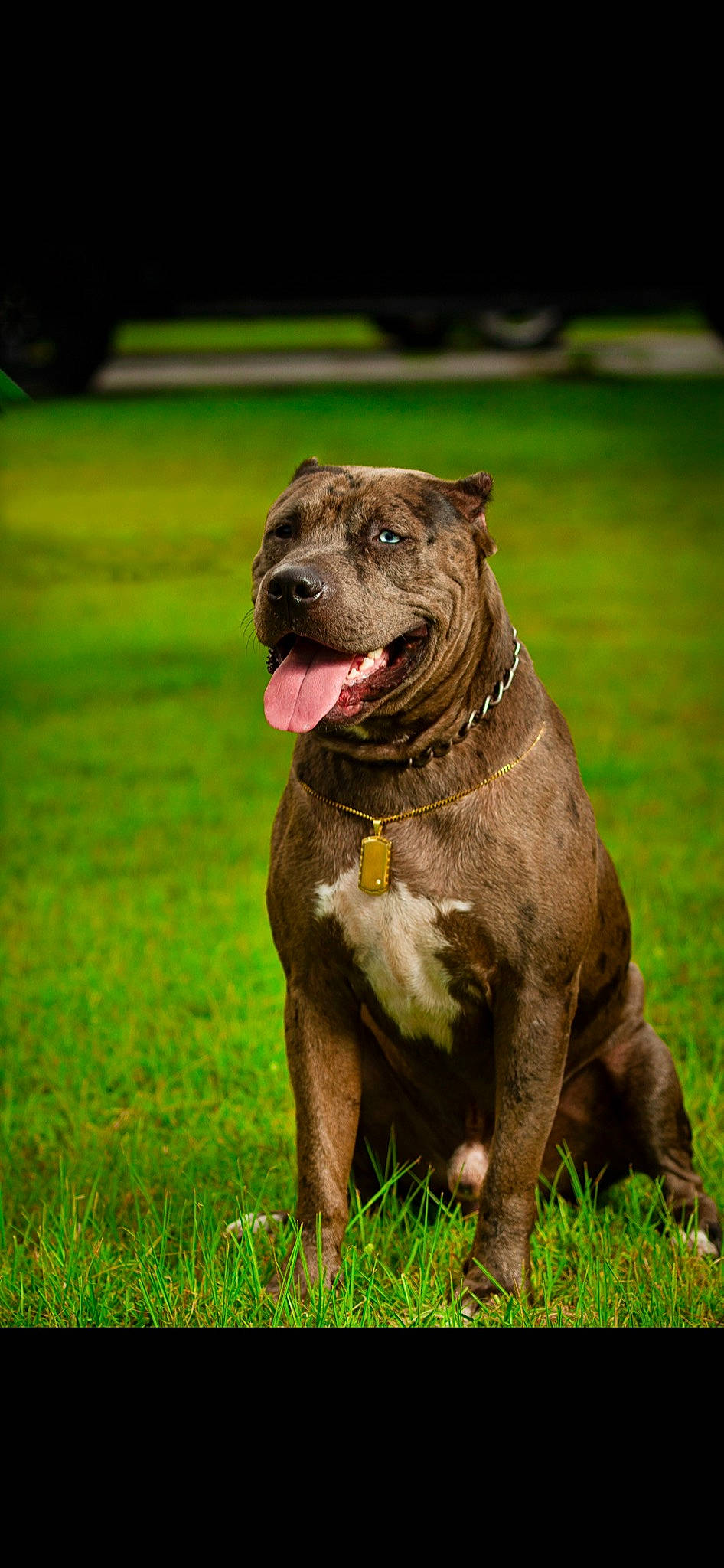 Capone is registered to the contest to win money with this photo: ancient_dog_breeds, canidae, carnivore, collar, companion_dog, dog, dog_breed, dog_collar, fawn, grass, liver, non_sporting_group, plant, snout, sporting_group, tail, terrestrial_animal, working_animal, working_dog, wrinkle