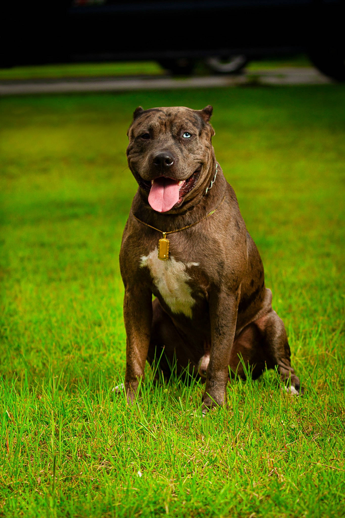 Capone joined the competition — help win amazing prizes! art, canidae, carnivore, collar, companion_dog, dog, dog_breed, dog_collar, fawn, grass, grassland, liver, plant, snout, sporting_group, tail, terrestrial_animal, wildlife, working_animal, working_dog