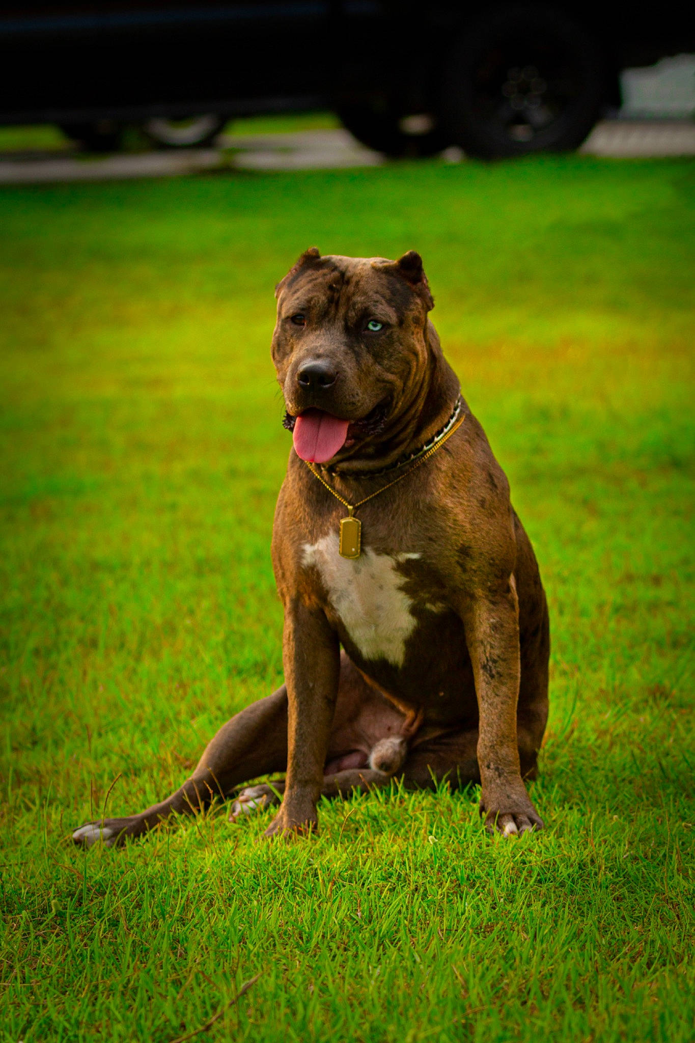 Capone is registered to the contest to win money with this photo: canidae, carnivore, collar, companion_dog, dog, dog_breed, dog_collar, fawn, grass, grassland, guard_dog, liver, molosser, plant, snout, sporting_group, tail, terrestrial_animal, working_animal, working_dog