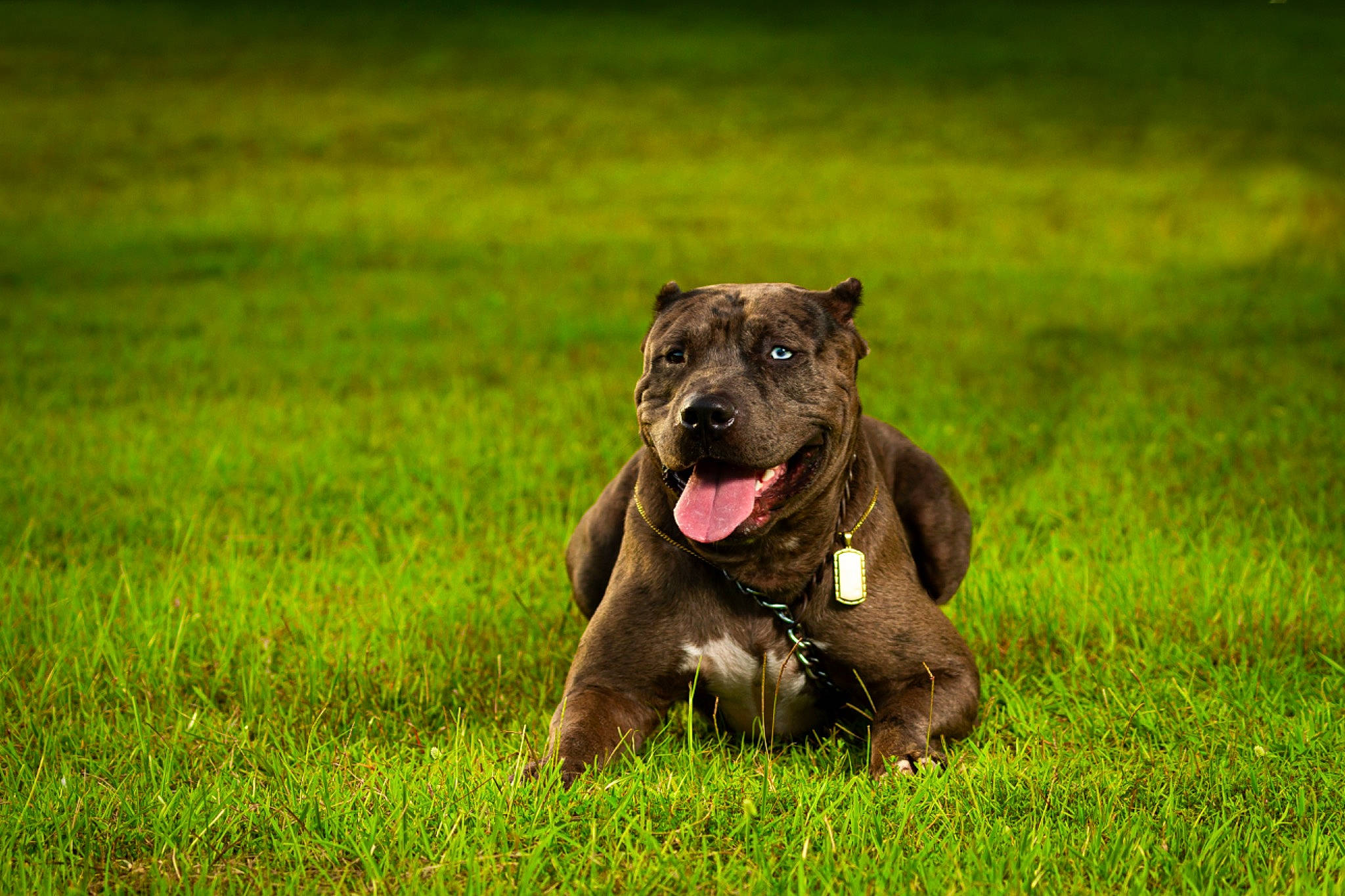 Capone is registered to the contest to win money with this photo: art, canidae, carnivore, companion_dog, dog, dog_breed, dog_collar, fawn, field, grass, grassland, guard_dog, pasture, plant, snout, sporting_group, terrestrial_animal, terrier, wildlife, working_animal