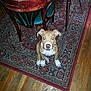 Chato joined the competition — help win amazing prizes!