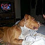 Chato is registered to the contest to win money with this photo: