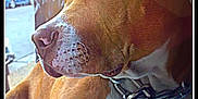 Chato is registered to the contest to win money with this photo: