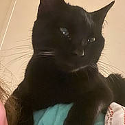 Willow joined the competition — help win amazing prizes! black_cat, cat, pet, animal, fur, whiskers, ear, eye, face, indoor, soft_texture, fabric, turquoise, human, partial_face, relaxing, comfort, close_up, domestic_cat, resting