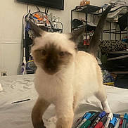 Ashe is registered to the contest to win money with this photo: cat, siamese_cat, bed, pens, clutter, indoor, furniture, blanket, shelf, clothing, wall, door, television, household_items, tail, walking, messy_room, table, writing_tools, pet