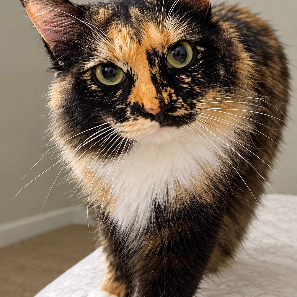 Patchy Love joined the competition — help win amazing prizes! cat, tortoiseshell, pet, animal, portrait, close_up, whiskers, green_eyes, ears, fur, white_paws, black_fur, orange_fur, calico_pattern, standing, bed, quilt, indoor, home, photography