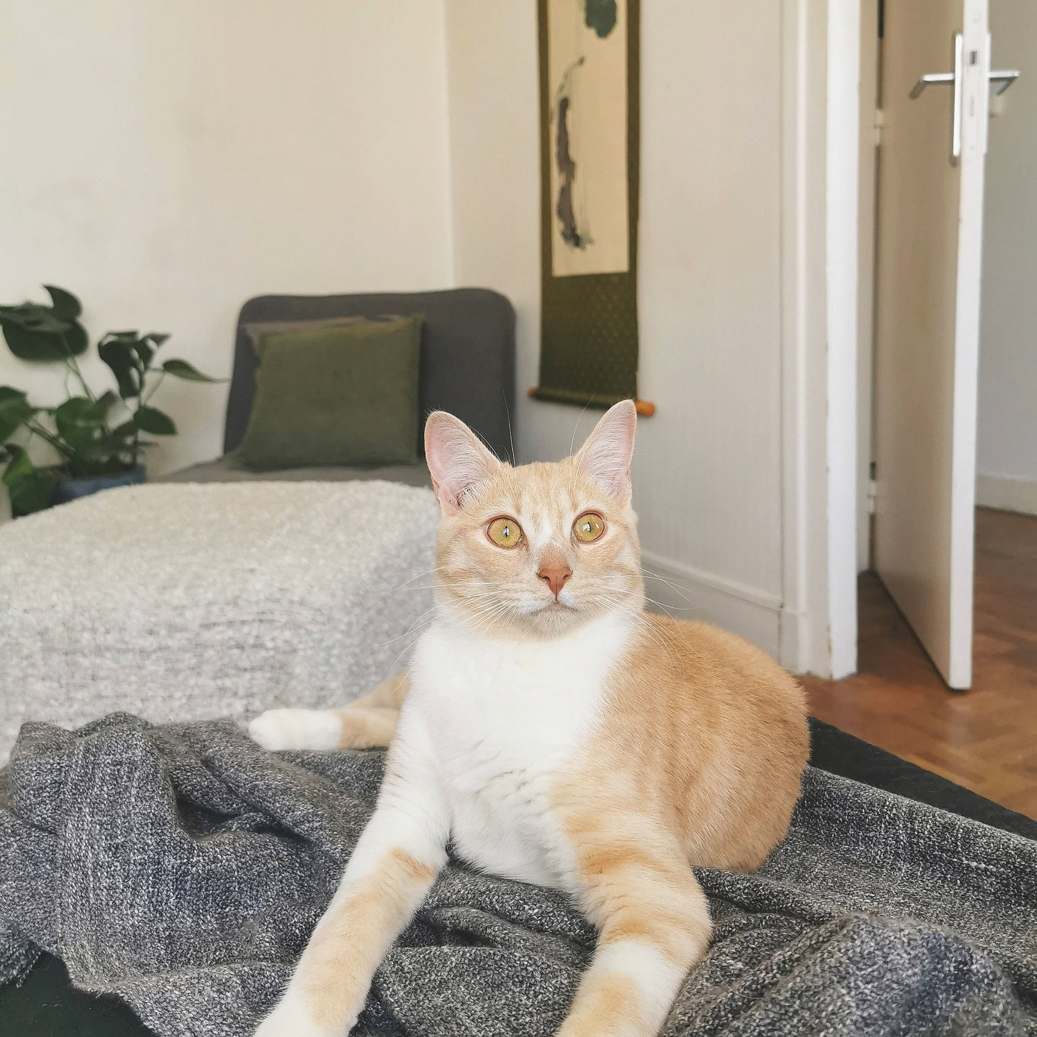 Manny participe au concours pour gagner de l'argent avec cette photo : carnivore, cat, cat_supply, comfort, domestic_short_haired_cat, door, fawn, felidae, floor, flooring, fur, hardwood, paw, pet_supply, small_to_medium_sized_cats, snout, tail, textile, whiskers, wood