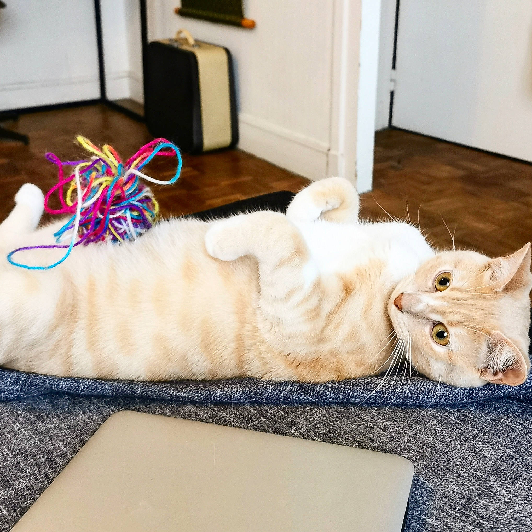 Manny participe au concours pour gagner de l'argent avec cette photo : carnivore, cat, comfort, domestic_short_haired_cat, fashion_accessory, fawn, felidae, flooring, foot, fur, linens, mammal, paw, room, small_to_medium_sized_cats, snout, tail, vertebrate, whiskers, wood