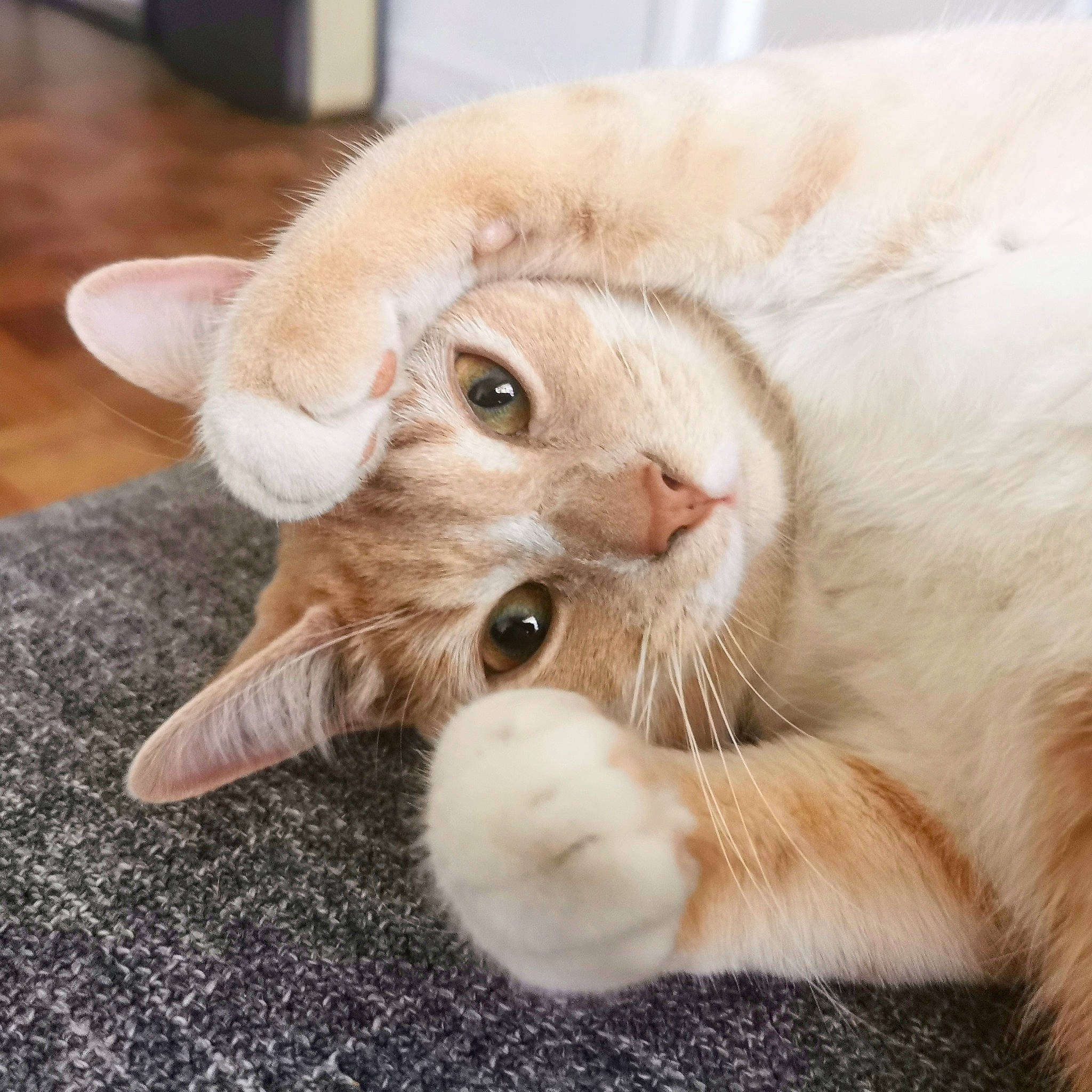 Manny participe au concours pour gagner de l'argent avec cette photo : carnivore, cat, claw, comfort, domestic_short_haired_cat, ear, fawn, felidae, foot, fur, gesture, hardwood, nail, paw, photo_caption, small_to_medium_sized_cats, snout, tail, whiskers