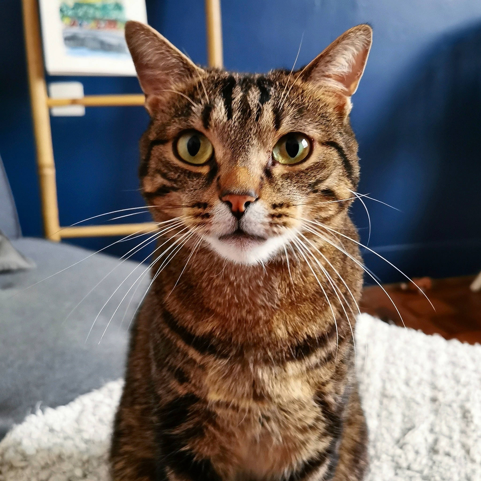 Omar participe au concours pour gagner de l'argent avec cette photo : carnivore, cat, claw, domestic_short_haired_cat, eye, felidae, fur, hair, head, iris, paw, small_to_medium_sized_cats, snout, tail, terrestrial_animal, tree, whiskers, wildlife, window