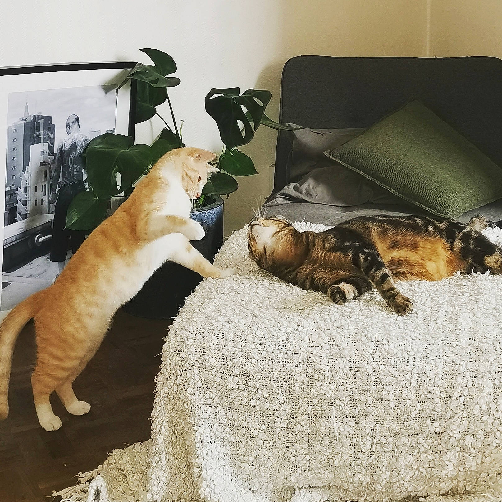 Omar a rejoint le concours — aidez-le/la à gagner de superbes lots ! canidae, carnivore, cat, comfort, companion_dog, couch, dog_breed, domestic_short_haired_cat, fawn, felidae, fur, mammal, small_to_medium_sized_cats, snout, sporting_group, studio_couch, tail, vertebrate, whiskers, wildlife