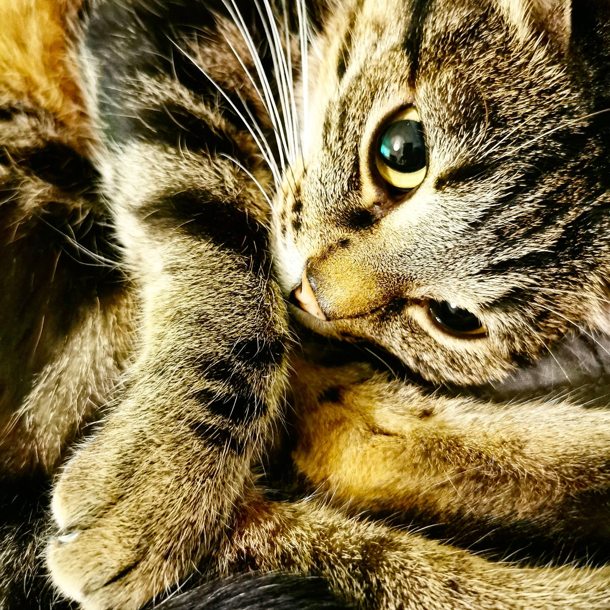 Omar participe au concours pour gagner de l'argent avec cette photo : carnivore, cat, claw, close_up, curious, domestic_short_haired_cat, eye, felidae, fur, hair, head, human_body, iris, paw, small_to_medium_sized_cats, snout, terrestrial_animal, tree, whiskers, wildlife