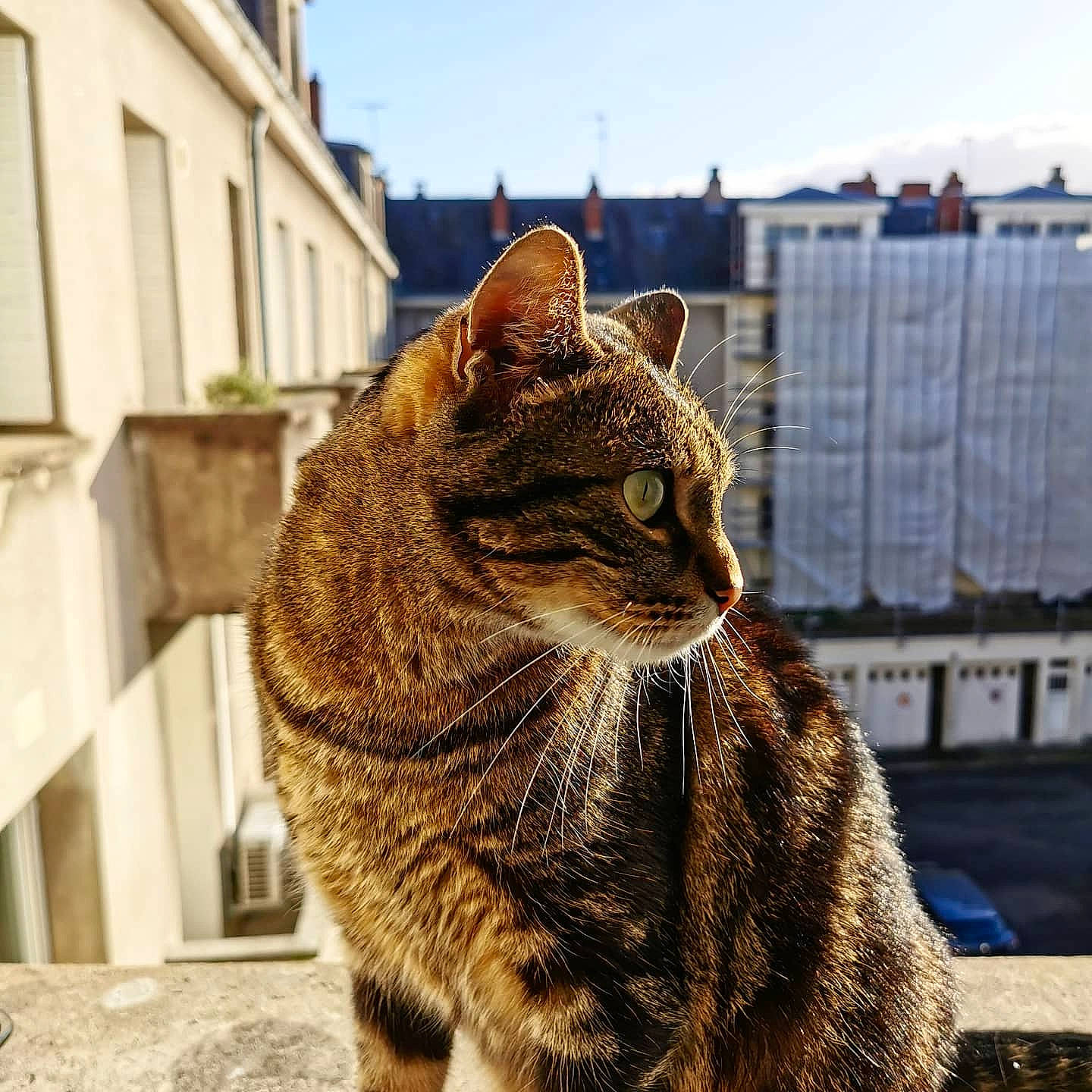 Omar a rejoint le concours — aidez-le/la à gagner de superbes lots ! carnivore, cat, domestic_short_haired_cat, eye, felidae, fur, grass, road, road_surface, sitting, sky, small_to_medium_sized_cats, snout, street, tail, terrestrial_animal, town, whiskers, wildlife, window