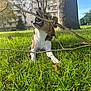 Lasco a rejoint le concours — aidez-le/la à gagner de superbes lots ! dog, grass, stick, tree, park, outdoor, sunlight, pet, canine, nature, playing, animal, leaf, residential_building, daytime, chewing, brown_and_white, happy, relaxed, summer