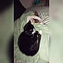 Gucci a rejoint le concours — aidez-le/la à gagner de superbes lots ! cat, dog, sleeping, bed, blanket, green_blanket, pet, animal, cozy, rest, fur, black_and_white_cat, small_dog, nap, indoors, cute, companion, relaxation, domestic_animal, friendship