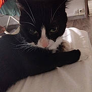 Gucci participe au concours pour gagner de l'argent avec cette photo : cat, black_and_white, pet, indoor, feline, whiskers, green_eyes, fur, animal, resting, close_up, household, domestic, bed, soft_lighting, curious, portrait, tabby, cute, relaxed