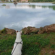 Maya participe au concours pour gagner de l'argent avec cette photo : dog, white_dog, grass, lake, rocks, cloudy_sky, water, leash, harness, pathway, trees, nature, outdoor, calm, reflection, buildings, urban, serene, park, daytime