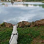 dog, white_dog, grass, lake, rocks, cloudy_sky, water, leash, harness, pathway, trees, nature, outdoor, calm, reflection, buildings, urban, serene, park, daytime
