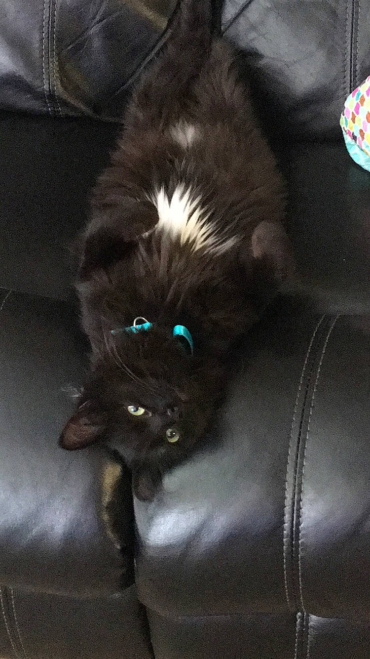 Aslan is registered to the contest to win money with this photo: black_cat, canidae, carnivore, cat, claw, comfort, companion_dog, dog_breed, ear, fashion_accessory, felidae, fur, liver, mammal, paw, small_to_medium_sized_cats, snout, sporting_group, tail, whiskers