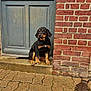 Volt participe au concours pour gagner de l'argent avec cette photo : animal, black_and_tan, brick_wall, building, collar, curious, cute, decorative_insect, dog, door, front_door, outdoor, pavement, pet, puppy, sculpture, sitting, step, texture, young_dog