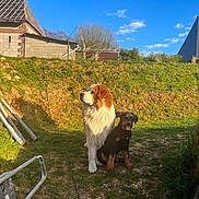 Volt participe au concours pour gagner de l'argent avec cette photo : animal, building, canine, clouds, companions, daylight, dirt, dog, fence, grass, happy, nature, outdoor, pets, playful, puppy, sitting, sky, sunny, yard