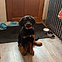 Volt a rejoint le concours — aidez-le/la à gagner de superbes lots ! animal, black_fur, bowls, collar, cute, dog, domestic, door, floor_mat, home, indoor, looking, pet, puppy, radiator, sitting, tan_fur, waiting, wooden_floor, young_dog