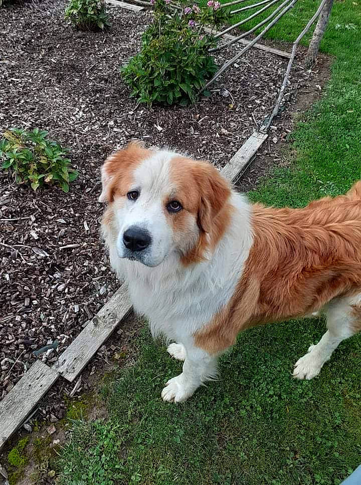 Oslo participe au concours pour gagner de l'argent avec cette photo : ancient_dog_breeds, canidae, carnivore, chair, companion_dog, dog, dog_breed, fawn, fur, grass, gun_dog, plant, sporting_group, tail, terrestrial_animal, working_dog