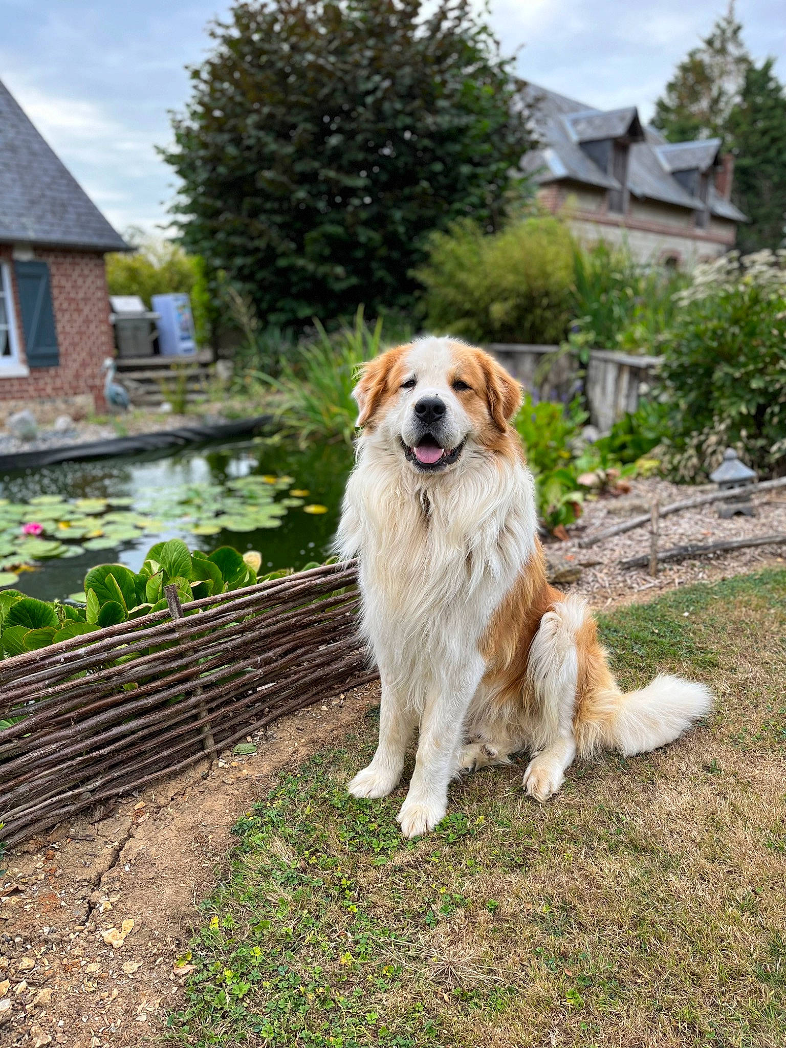 Oslo a rejoint le concours — aidez-le/la à gagner de superbes lots ! canidae, carnivore, cloud, collar, companion_dog, cottage, dog, dog_breed, fawn, fence, fur, grass, gun_dog, landscape, plant, sky, tree, window, wood, working_dog