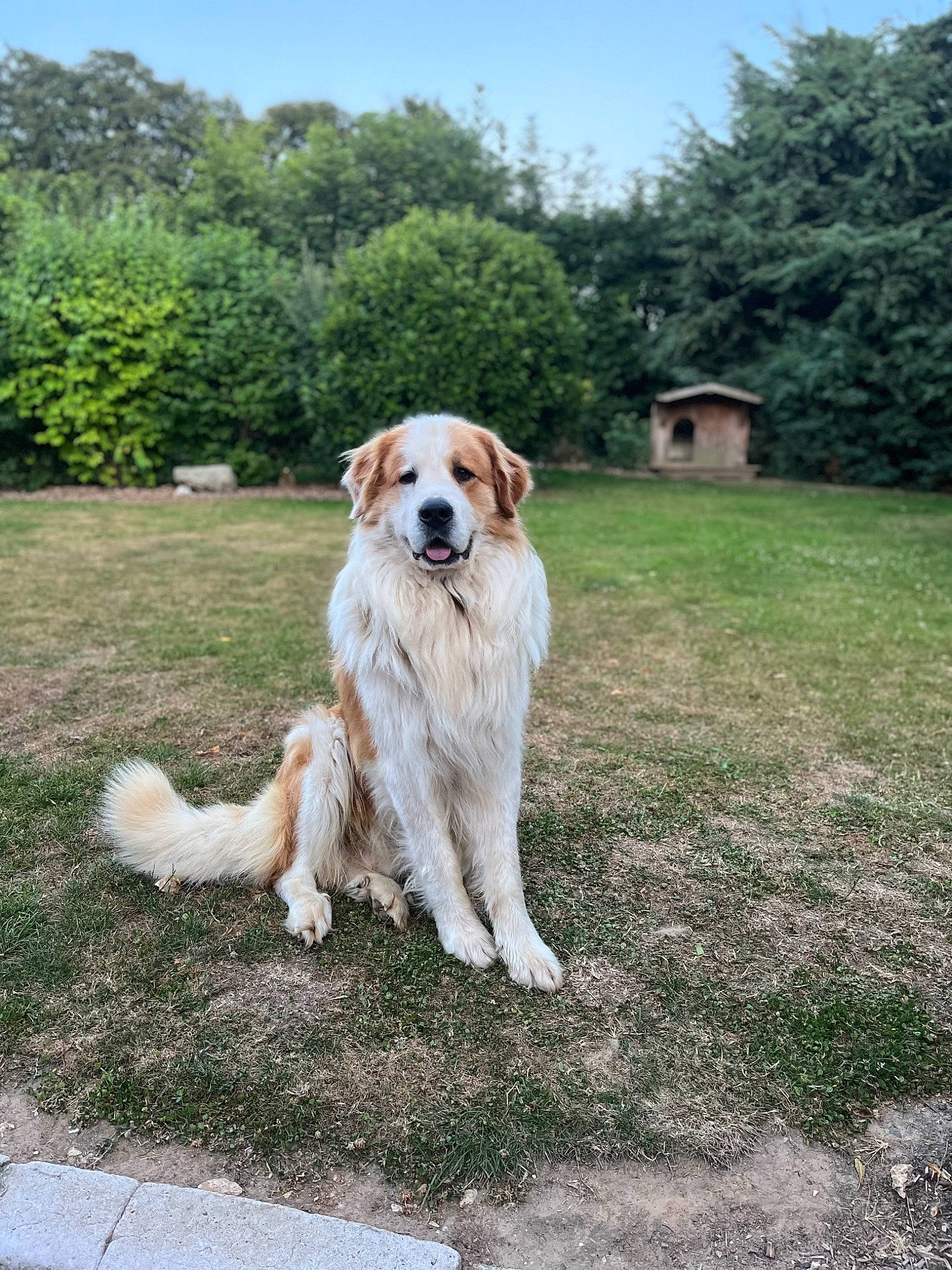 Oslo a rejoint le concours — aidez-le/la à gagner de superbes lots ! canidae, carnivore, collar, companion_dog, dog, dog_breed, fawn, grass, gun_dog, landscape, livestock_guardian_dog, plant, sky, sporting_group, tail, tree, working_animal, working_dog